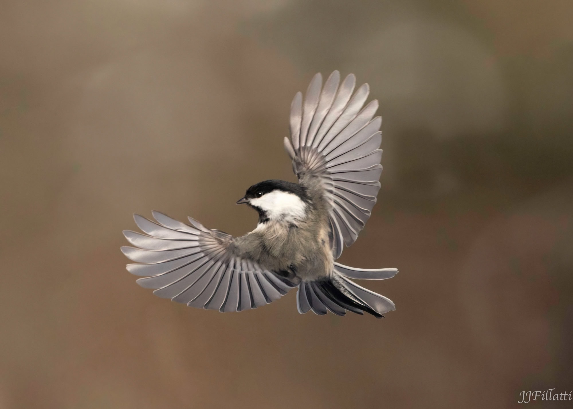 bird of homer alaska image 32